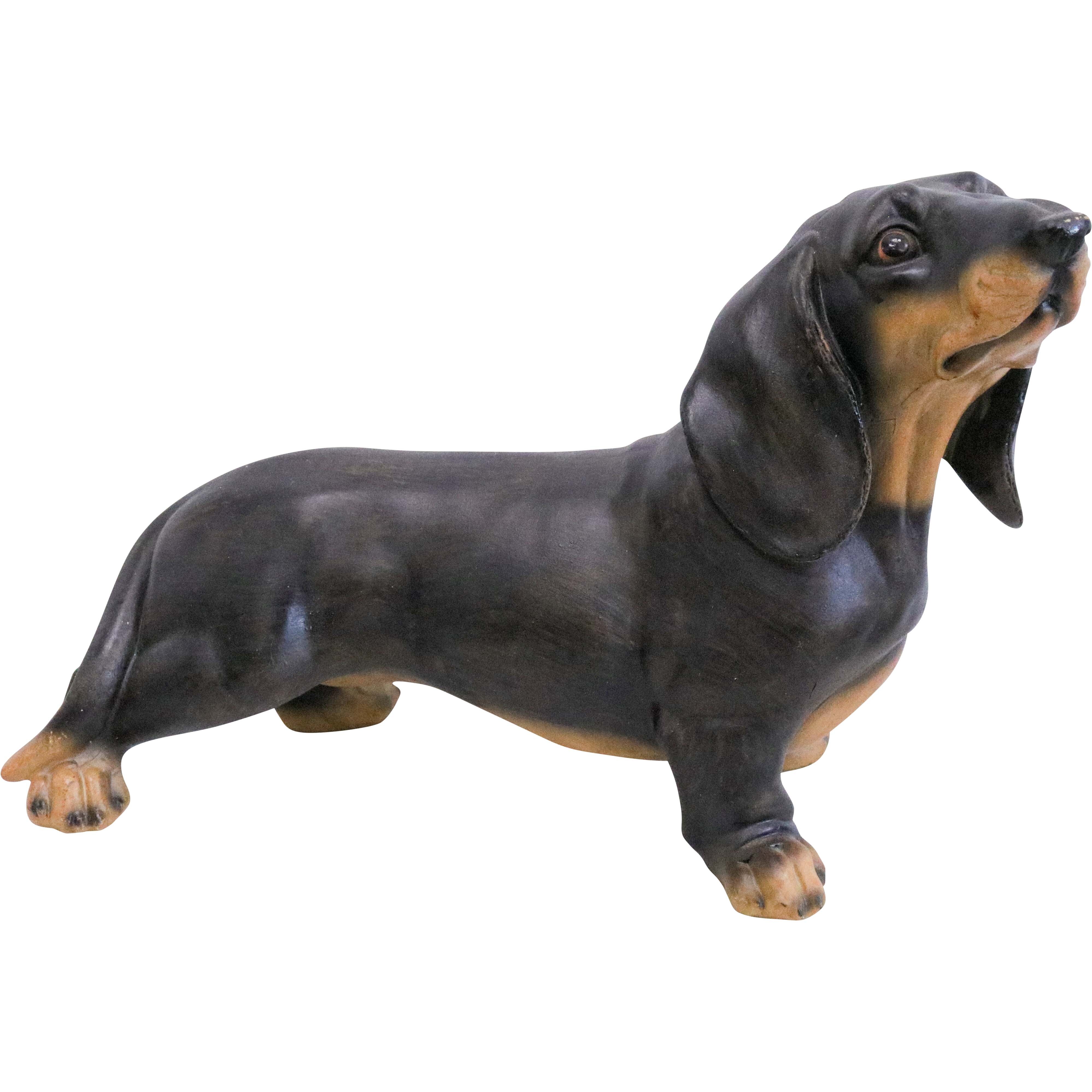 Dachshund