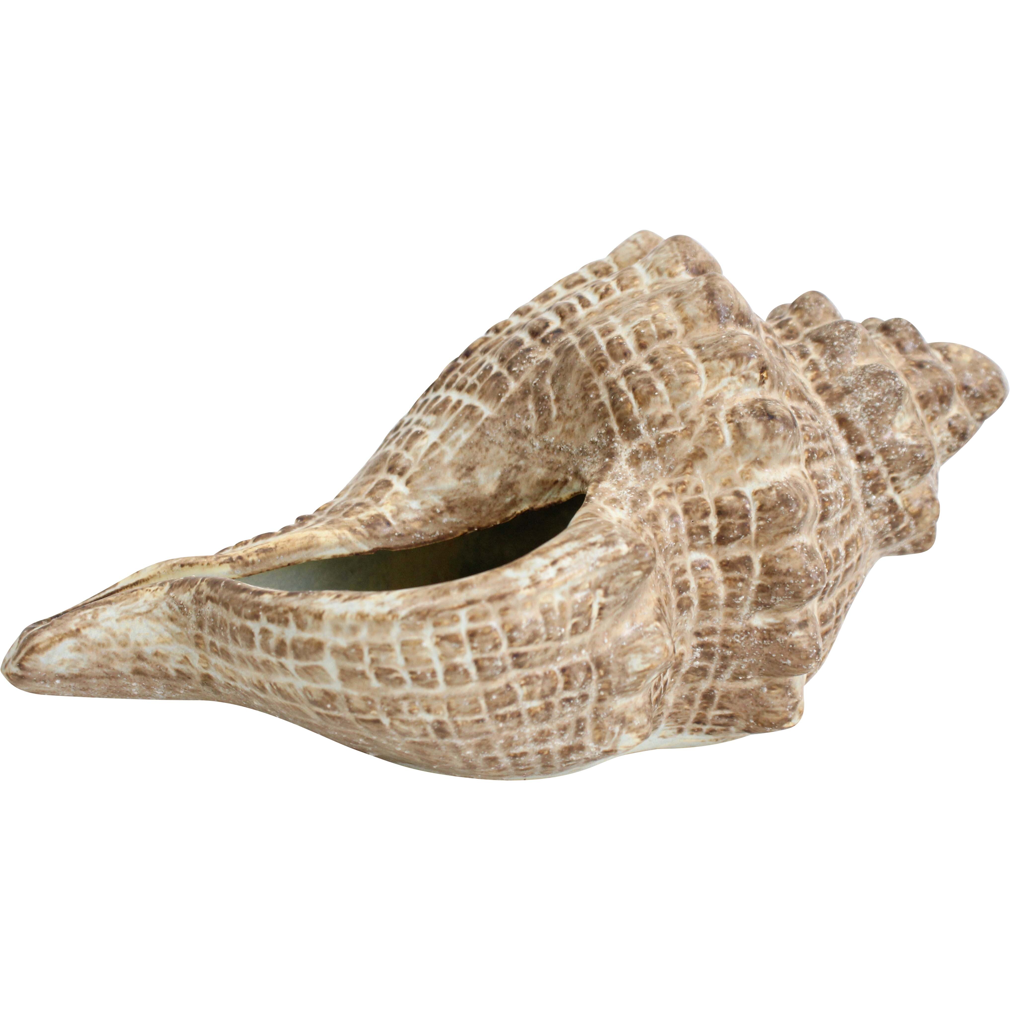 Shell Conoch Rustic