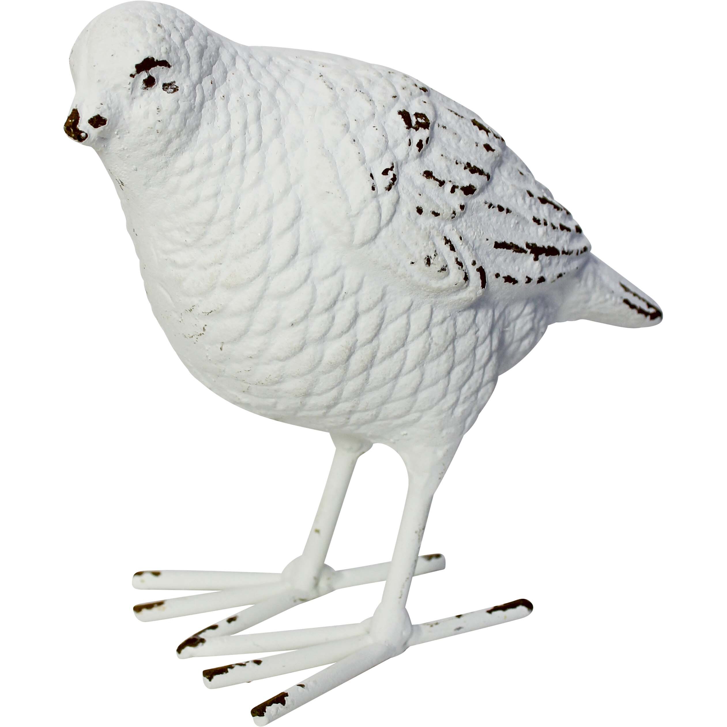 Bird Standing White