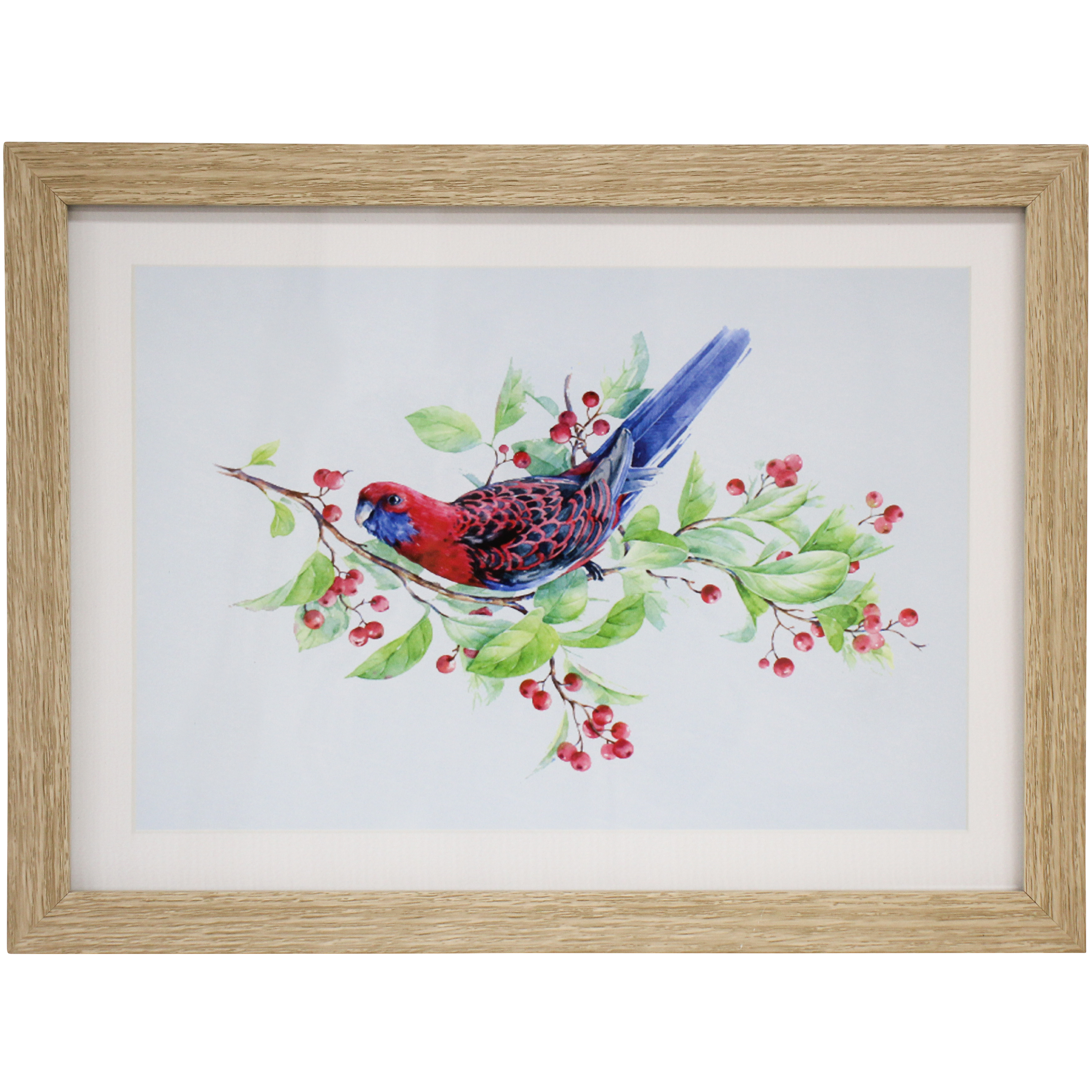 Framed Print Rosella