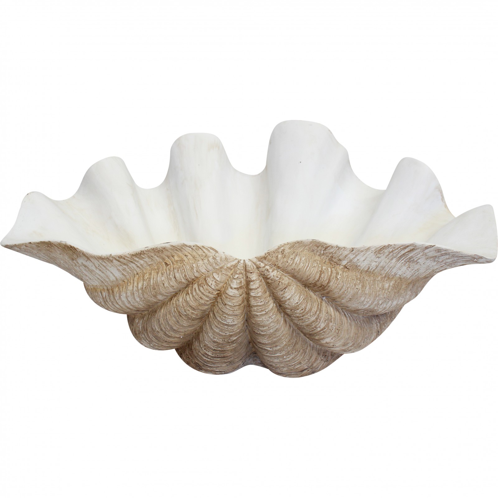 Clam Shell Giant Natural