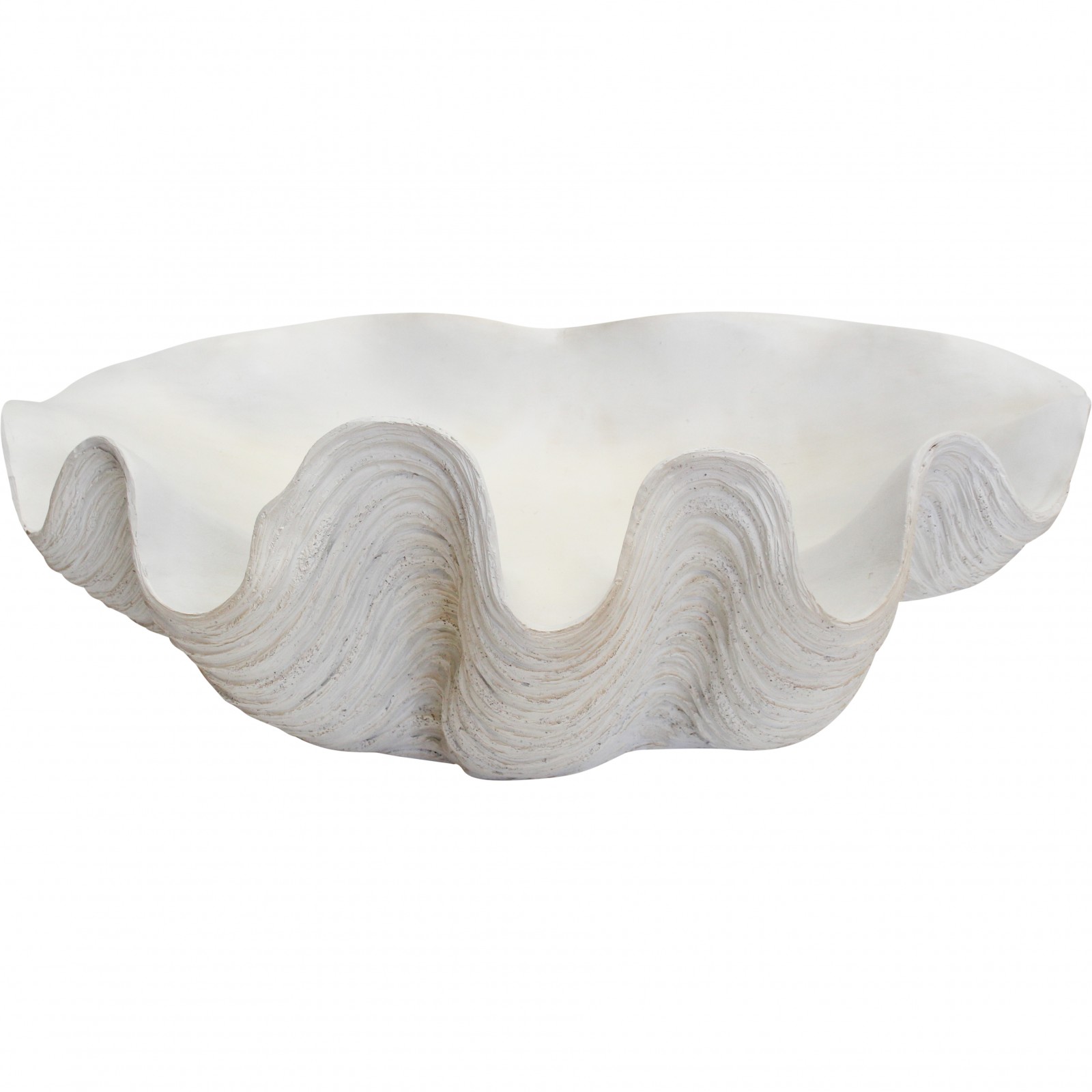 #Clam Shell Giant White