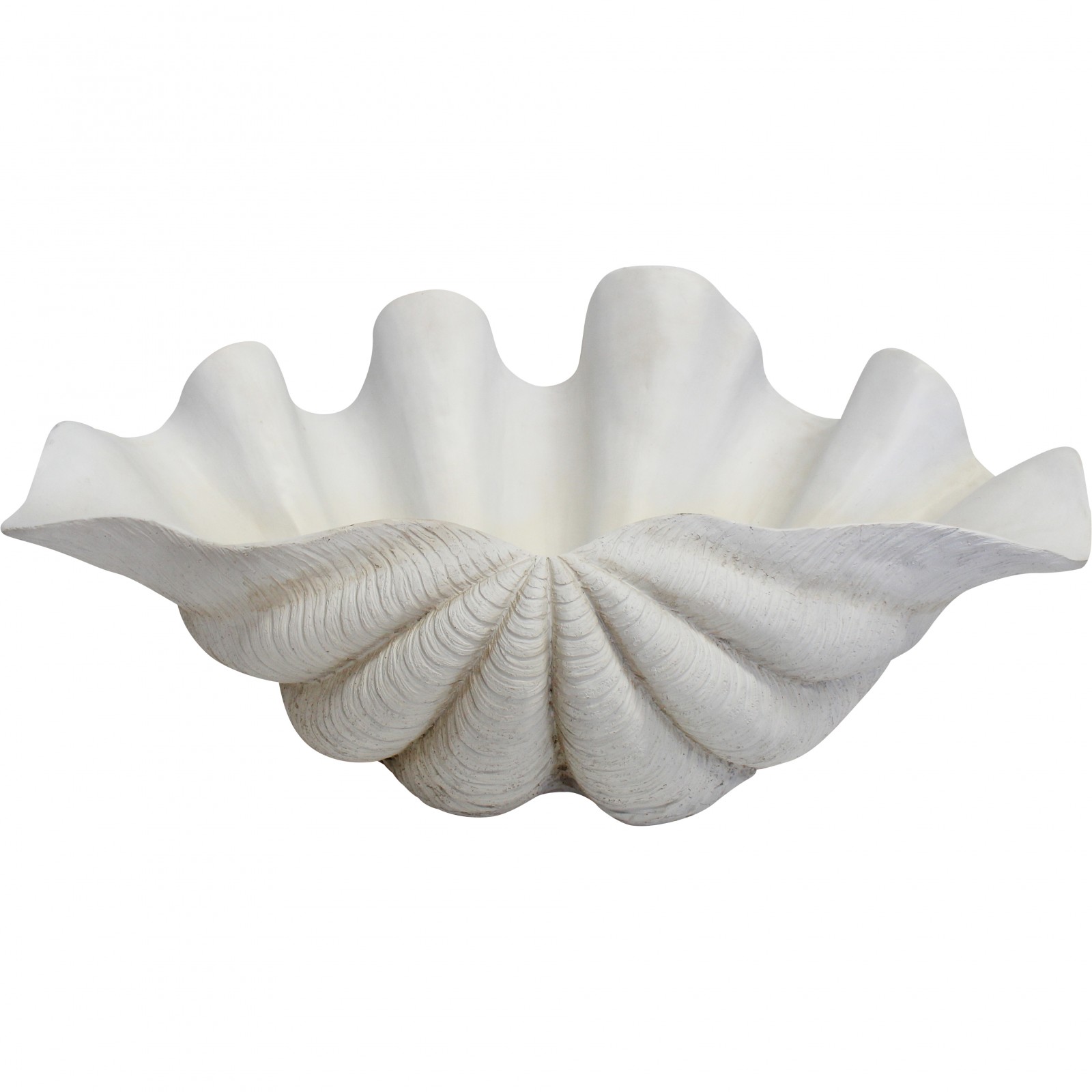 Clam Shell Giant White