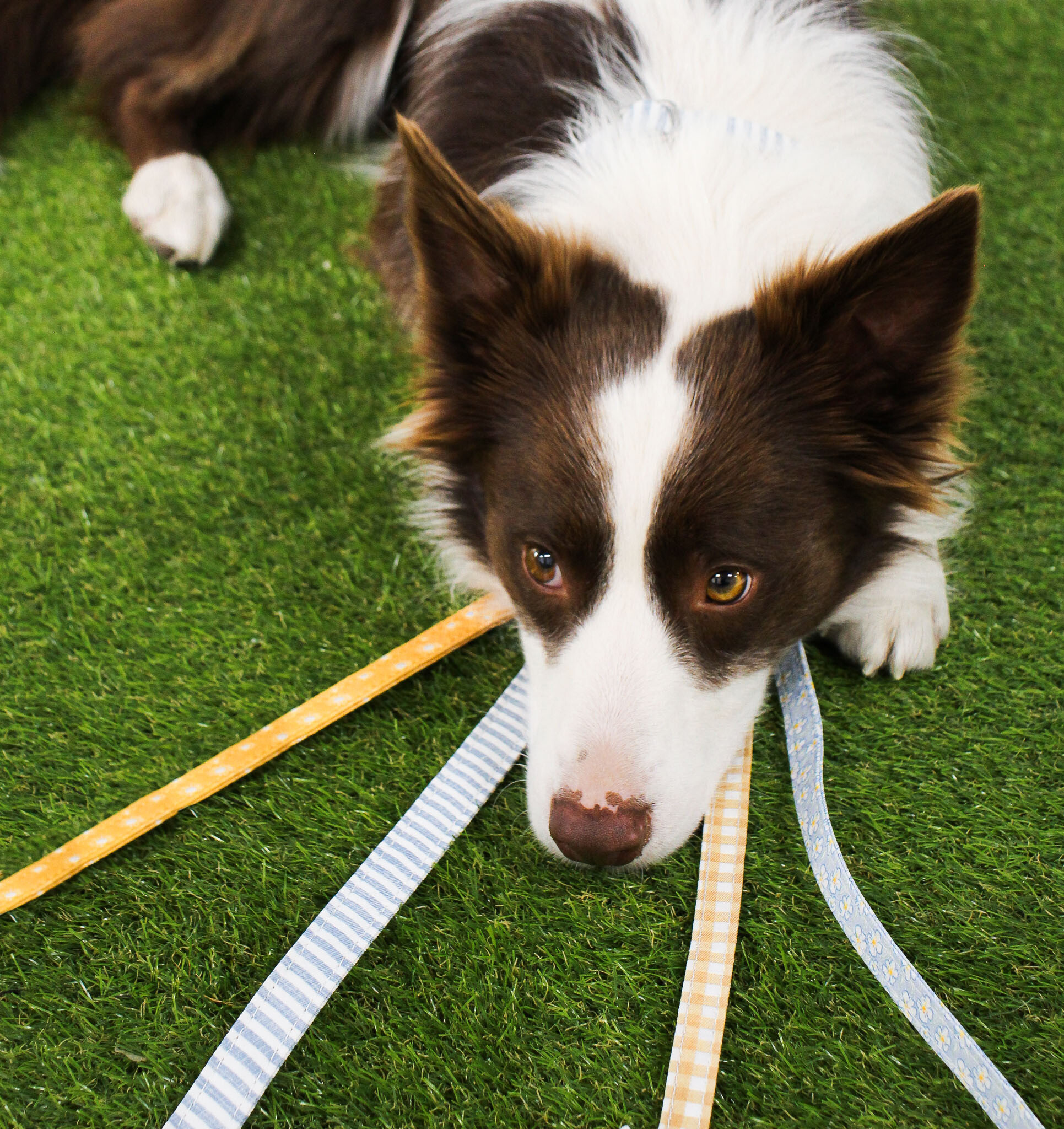 Collar & Lead Set Lrg Bones