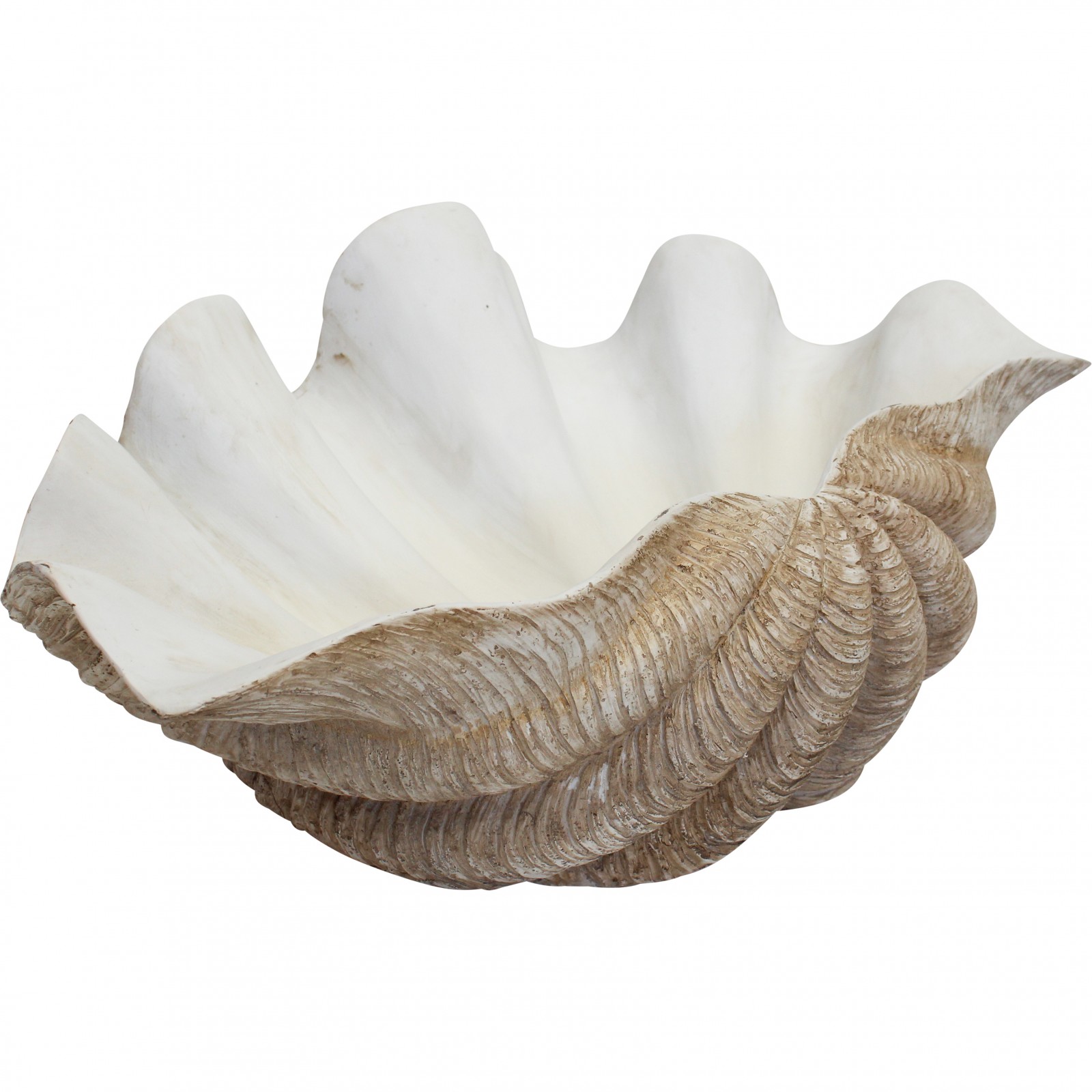 Clam Shell Giant Natural