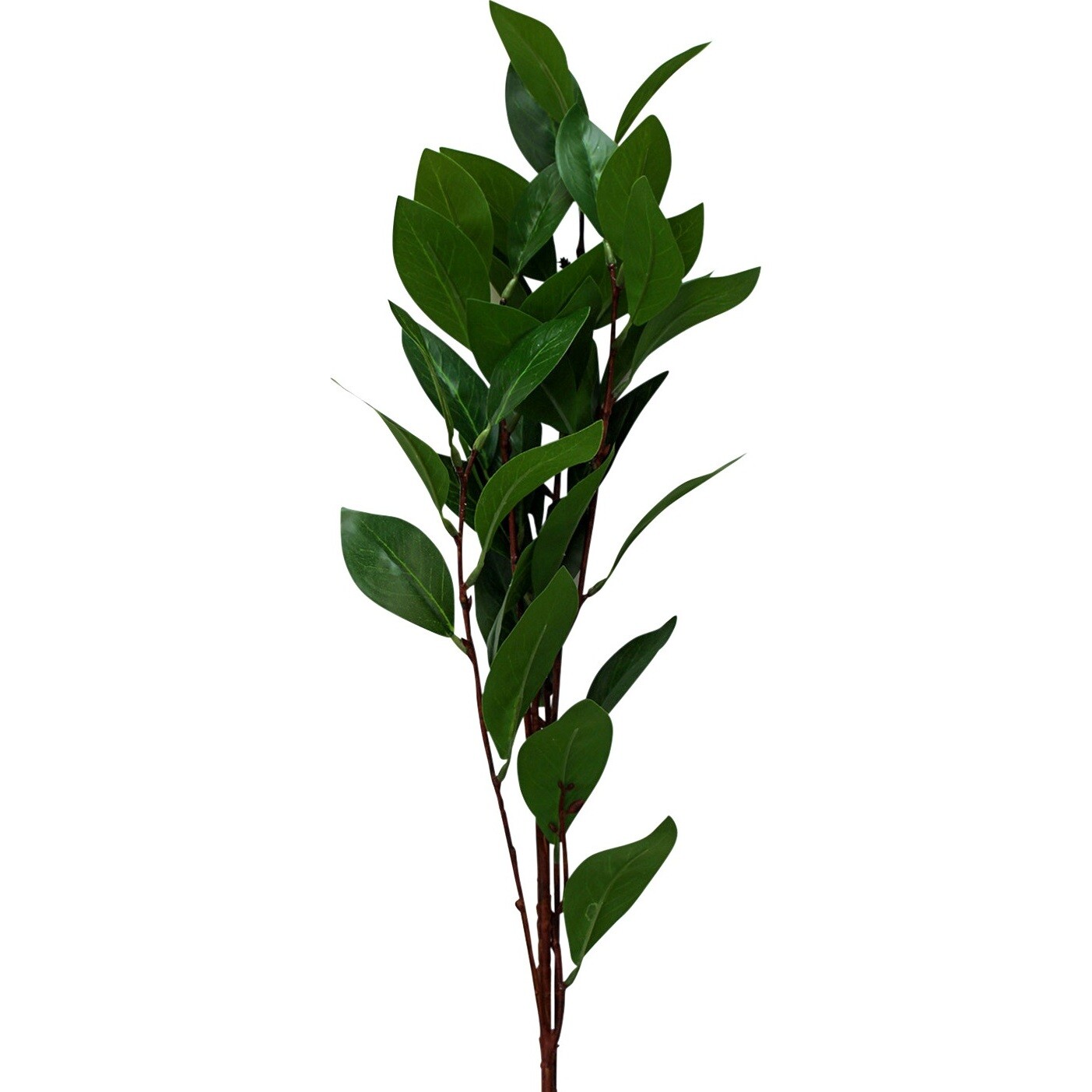 Stem Camelia Branch